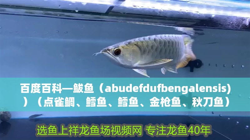 百度百科—鲅魚（abudefdufbengalensis)）（點雀鯛、鱈魚、鱈魚、金槍魚、秋刀魚）