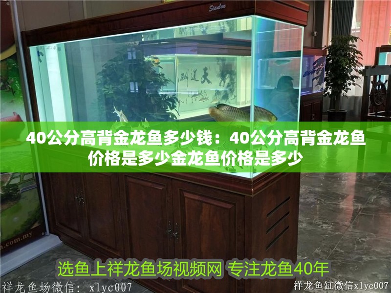 40公分高背金龍魚多少錢：40公分高背金龍魚價格是多少金龍魚價格是多少