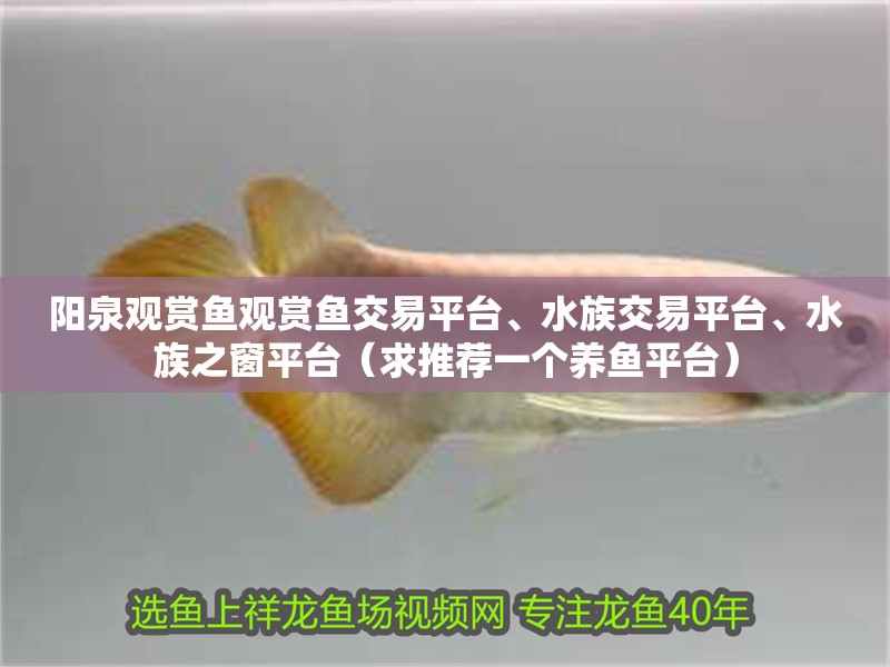 陽(yáng)泉觀賞魚觀賞魚交易平臺(tái)、水族交易平臺(tái)、水族之窗平臺(tái)（求推薦一個(gè)養(yǎng)魚平臺(tái)）