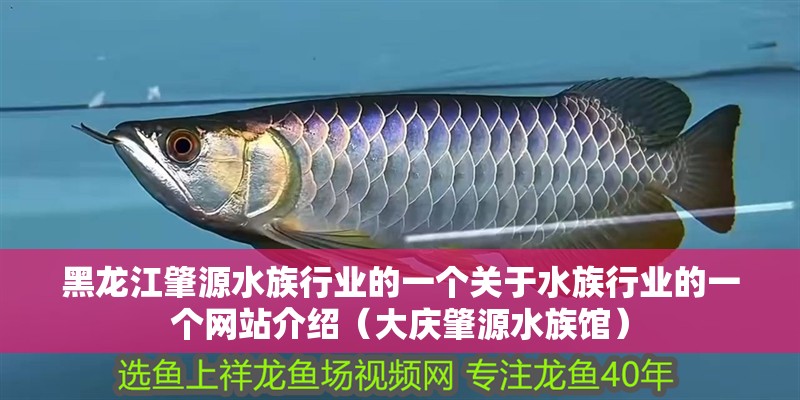 黑龍江肇源水族行業(yè)的一個(gè)關(guān)于水族行業(yè)的一個(gè)網(wǎng)站介紹（大慶肇源水族館）