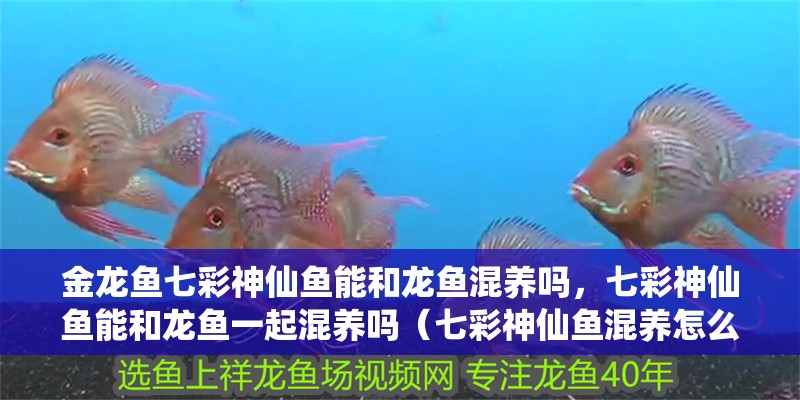 金龍魚七彩神仙魚能和龍魚混養嗎，七彩神仙魚能和龍魚一起混養嗎（七彩神仙魚混養怎么樣）