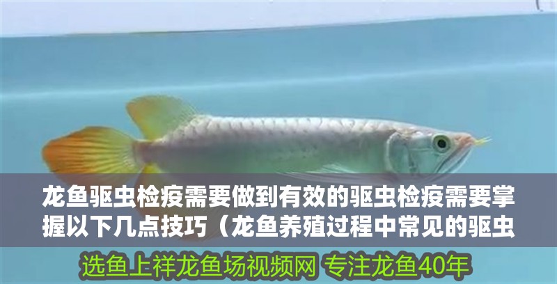 龍魚驅(qū)蟲檢疫需要做到有效的驅(qū)蟲檢疫需要掌握以下幾點技巧（龍魚養(yǎng)殖過程中常見的驅(qū)蟲檢疫需要掌握以下幾點技巧）