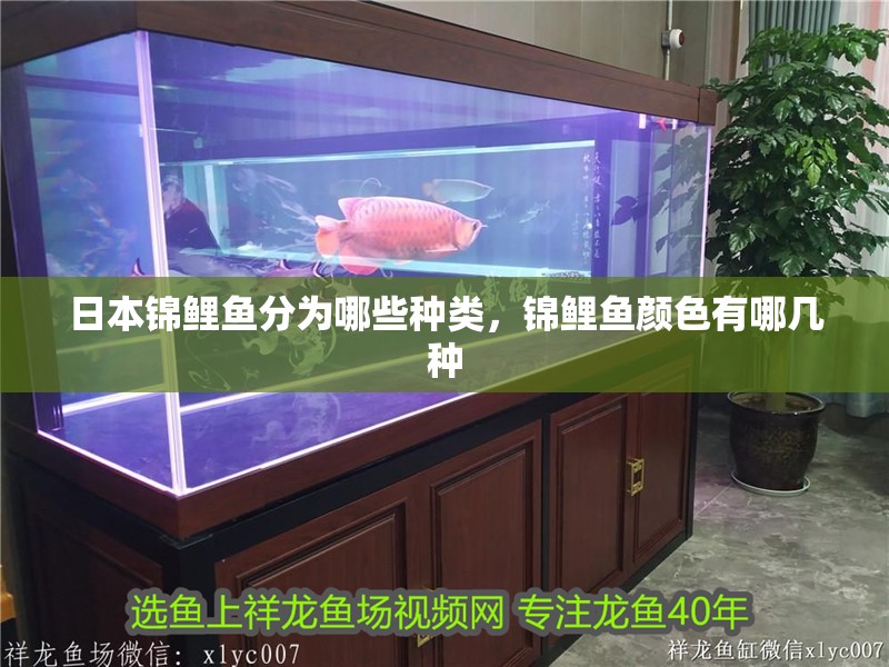 日本錦鯉魚分為哪些種類,錦鯉魚顏色有哪幾種 觀賞魚百科 第4張 日本錦鯉魚分為哪些種類,錦鯉魚顏色有哪幾種 日本錦鯉魚分為哪些種類,錦鯉魚顏色有哪幾種 觀賞魚百科 第4張