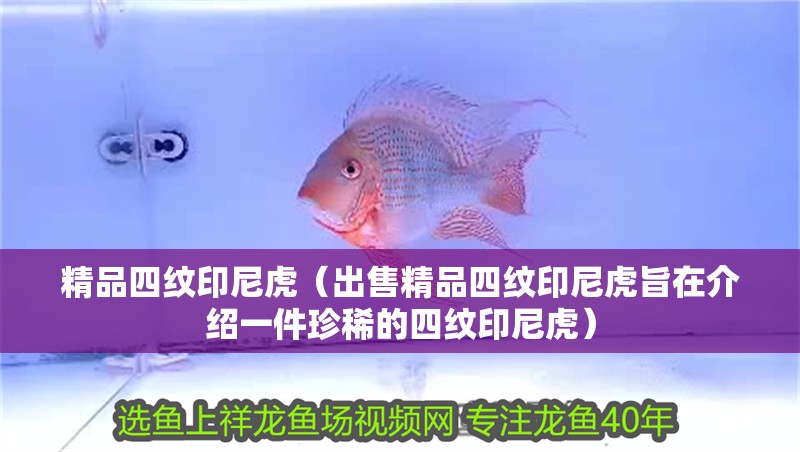 精品四紋印尼虎（出售精品四紋印尼虎旨在介紹一件珍稀的四紋印尼虎）