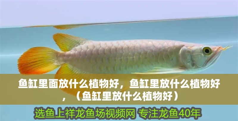 魚缸里面放什么植物好，魚缸里放什么植物好，（魚缸里放什么植物好）