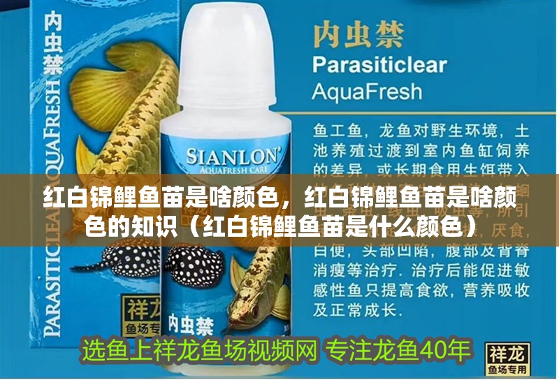 紅白錦鯉魚苗是啥顏色，紅白錦鯉魚苗是啥顏色的知識（紅白錦鯉魚苗是什么顏色）