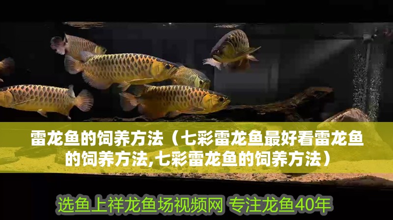 雷龍魚的飼養方法（七彩雷龍魚最好看雷龍魚的飼養方法,七彩雷龍魚的飼養方法）