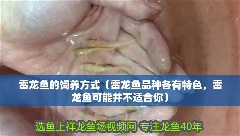 雷龍魚(yú)的飼養(yǎng)方式（雷龍魚(yú)品種各有特色，雷龍魚(yú)可能并不適合你）