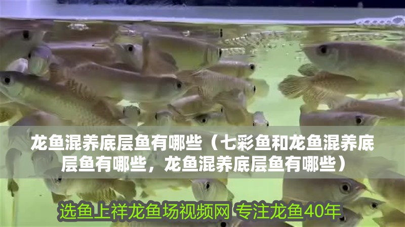 龍魚混養底層魚有哪些（七彩魚和龍魚混養底層魚有哪些，龍魚混養底層魚有哪些）