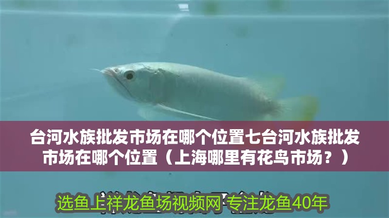 臺河水族批發(fā)市場在哪個位置七臺河水族批發(fā)市場在哪個位置（<strong><mark>上海</mark></strong>哪里有花鳥市場？）