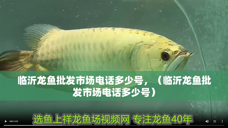 臨沂龍魚(yú)批發(fā)市場(chǎng)電話(huà)多少號(hào)，（臨沂龍魚(yú)批發(fā)市場(chǎng)電話(huà)多少號(hào)）