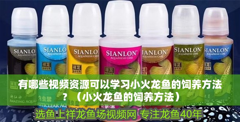 有哪些視頻資源可以學習小火龍魚的飼養方法？（小火龍魚的飼養方法）