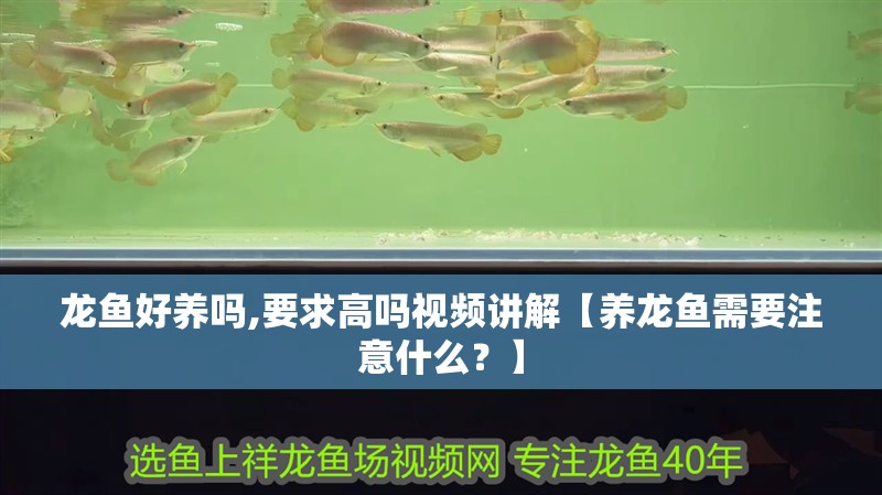龍魚好養嗎,要求高嗎視頻講解【養龍魚需要注意什么？】