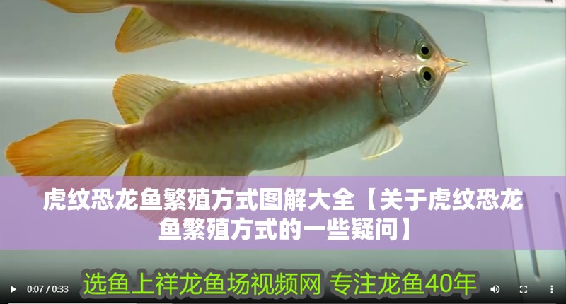 虎紋恐龍魚繁殖方式圖解大全【關(guān)于虎紋恐龍魚繁殖方式的一些疑問】