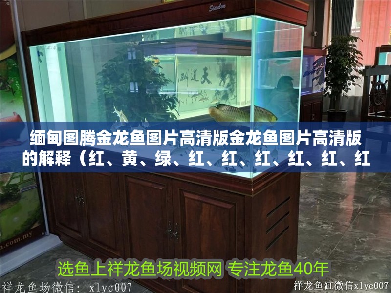 緬甸圖騰金龍魚圖片高清版金龍魚圖片高清版的解釋（紅、黃、綠、紅、紅、紅、紅、紅、紅、紅、紅、紅、紅、紅、紅）