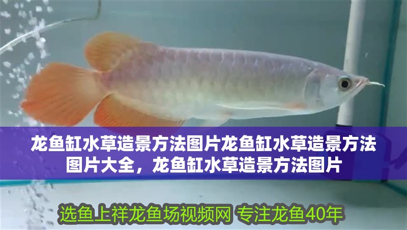 龍魚缸水草造景方法圖片龍魚缸水草造景方法圖片大全，龍魚缸水草造景方法圖片 龍魚缸水草造景方法圖片龍魚缸水草造景方法圖片大全，龍魚缸水草造景方法圖片 觀賞魚百科 第4張