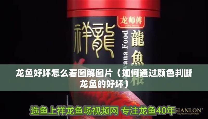龍魚好壞怎么看圖解圖片（如何通過顏色判斷龍魚的好壞）