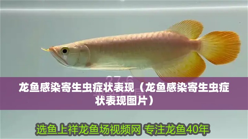 龍魚感染寄生蟲癥狀表現（龍魚感染寄生蟲癥狀表現圖片） 龍魚感染寄生蟲癥狀表現（龍魚感染寄生蟲癥狀表現圖片） 觀賞魚百科 第2張