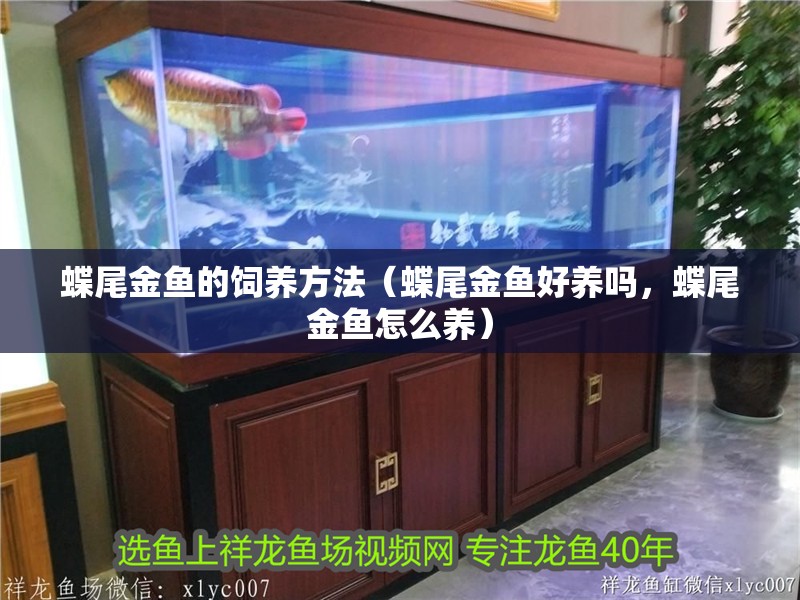 蝶尾金魚的飼養(yǎng)方法（蝶尾金魚好養(yǎng)嗎，蝶尾金魚怎么養(yǎng)）