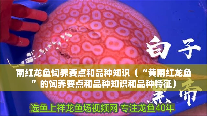 南紅龍魚飼養(yǎng)要點和品種知識（“黃南紅龍魚”的飼養(yǎng)要點和品種知識和品種特征）