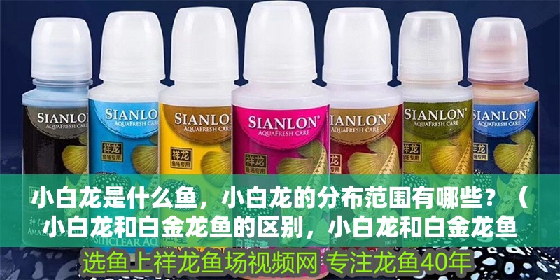 小白龍是什么魚，小白龍的分布范圍有哪些？（小白龍和白金龍魚的區別，小白龍和白金龍魚的區別有哪些）