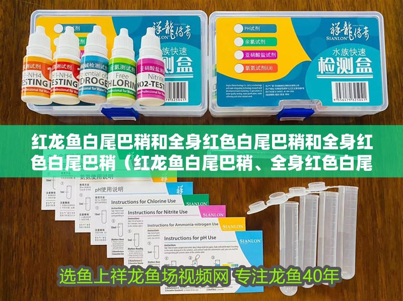 紅龍魚白尾巴稍和全身紅色白尾巴稍和全身紅色白尾巴稍（紅龍魚白尾巴稍、全身紅色白尾巴是什么魚？）