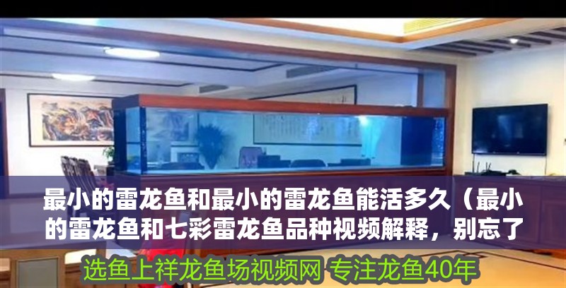 最小的雷龍魚和最小的雷龍魚能活多久（最小的雷龍魚和七彩雷龍魚品種視頻解釋，別忘了關注祥龍魚場哦）