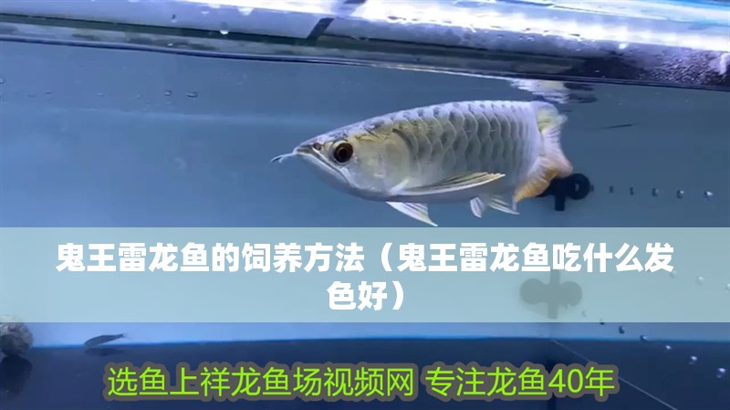 鬼王雷龍魚的飼養方法（鬼王雷龍魚吃什么發色好）