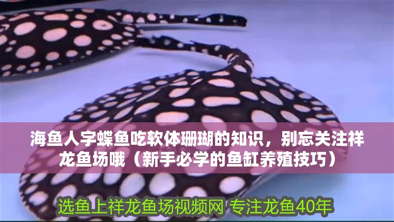 海魚人字蝶魚吃軟體珊瑚的知識，別忘關注祥龍魚場哦（新手必學的魚缸養殖技巧）