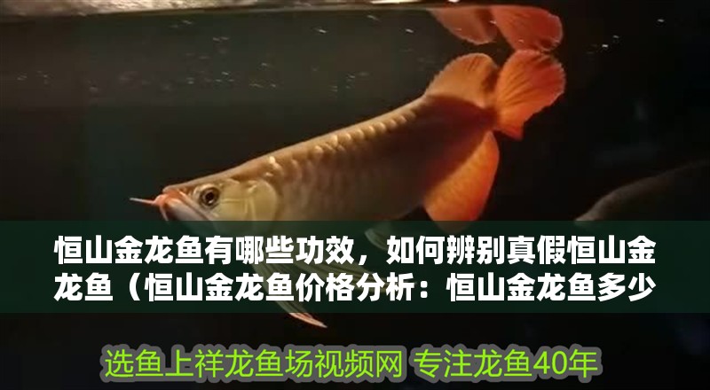 恒山金龍魚有哪些功效，如何辨別真假恒山金龍魚（恒山金龍魚價格分析：恒山金龍魚多少一斤恒山金龍魚）