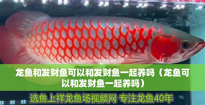 龍魚和發財魚可以和發財魚一起養嗎（龍魚可以和發財魚一起養嗎）