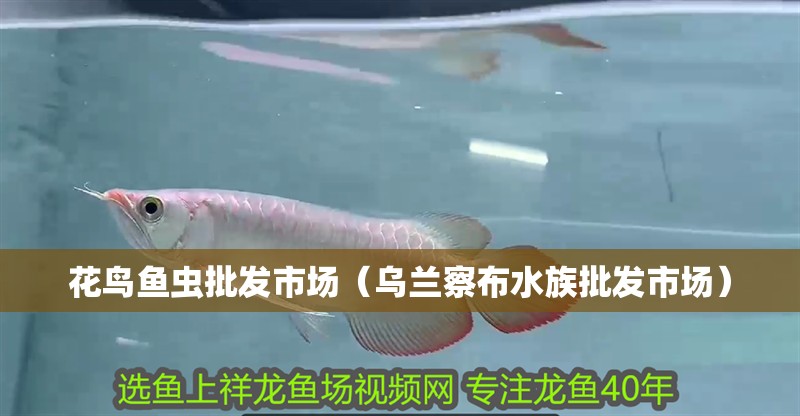花鳥魚蟲批發市場（烏蘭察布水族批發市場）