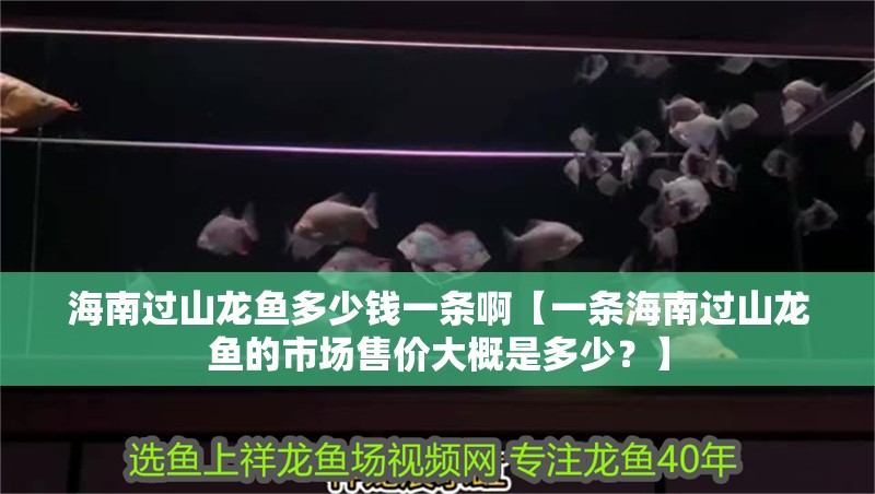 海南過山龍魚多少錢一條啊【一條海南過山龍魚的市場售價大概是多少？】 海南過山龍魚多少錢一條啊【一條海南過山龍魚的市場售價大概是多少？】 觀賞魚百科