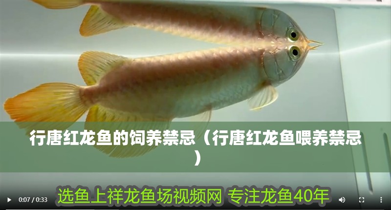 行唐紅龍魚的飼養(yǎng)禁忌（行唐紅龍魚喂養(yǎng)禁忌）