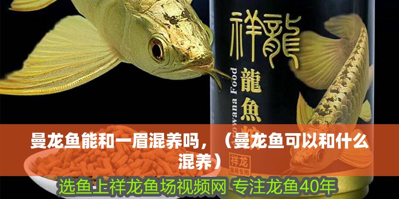 曼龍魚能和一眉混養嗎，（曼龍魚可以和什么混養）