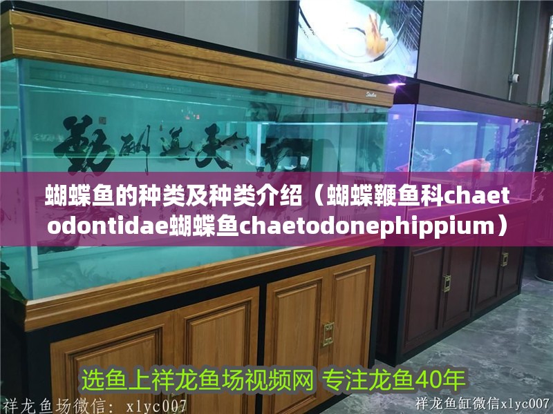 蝴蝶魚的種類及種類介紹（蝴蝶鞭魚科chaetodontidae蝴蝶魚chaetodonephippium）