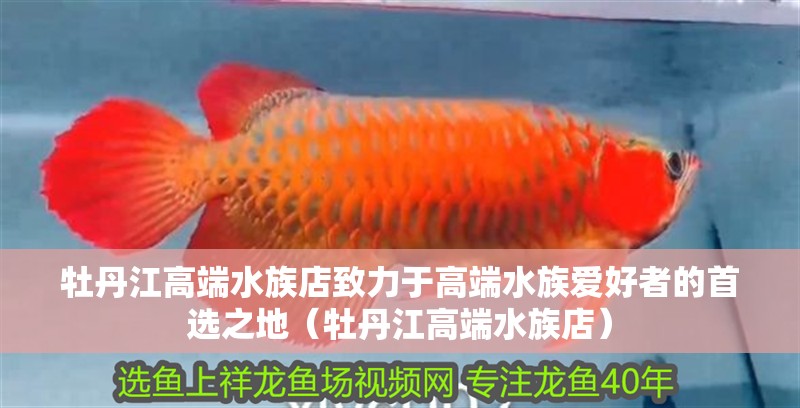 牡丹江高端水族店致力于高端水族愛好者的首選之地（牡丹江高端水族店）