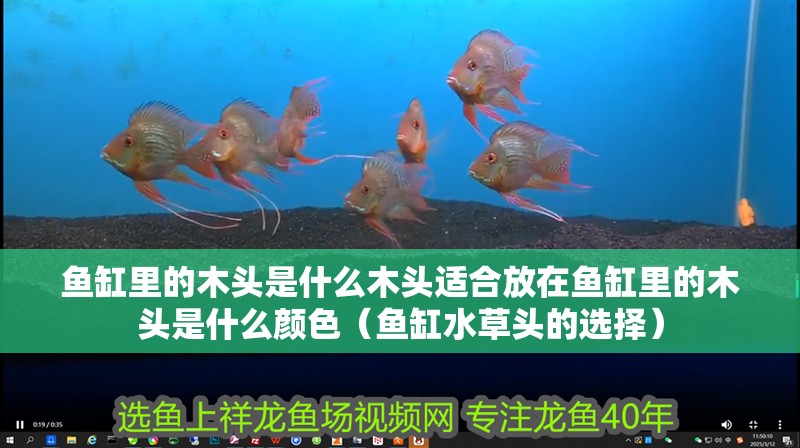 魚(yú)缸里的木頭是什么木頭適合放在魚(yú)缸里的木頭是什么顏色（魚(yú)缸水草頭的選擇）