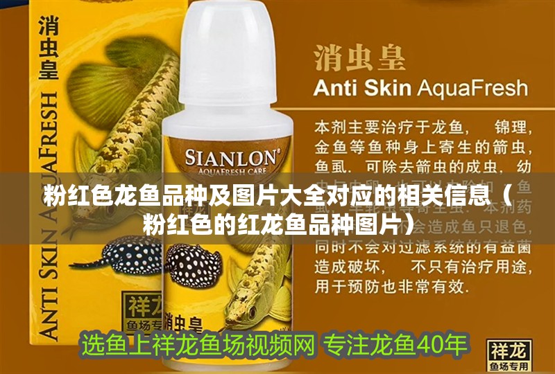 粉紅色龍魚品種及圖片大全對應的相關信息（粉紅色的紅龍魚品種圖片）