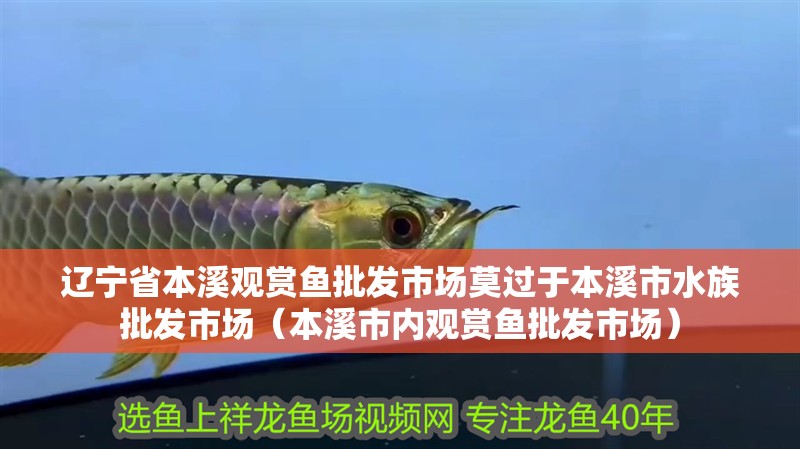 遼寧省本溪觀賞魚批發市場莫過于本溪市水族批發市場（本溪市內觀賞魚批發市場） 遼寧省本溪觀賞魚批發市場莫過于本溪市水族批發市場（本溪市內觀賞魚批發市場） 觀賞魚百科 第2張