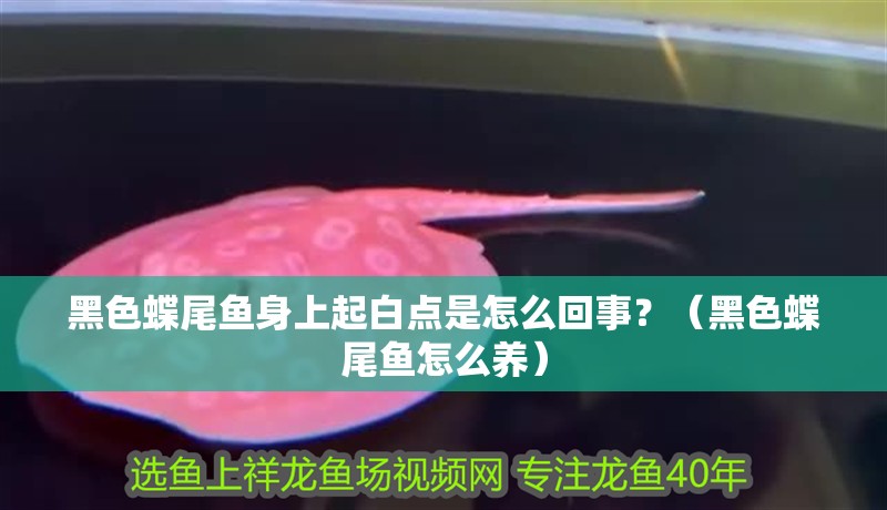 黑色蝶尾魚身上起白點是怎么回事？（黑色蝶尾魚怎么養）