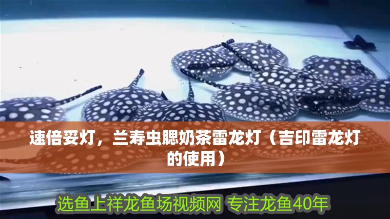 速倍妥燈，蘭壽蟲腮奶茶雷龍燈（吉印雷龍燈的使用）