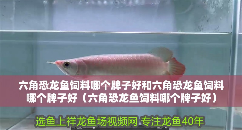 六角恐龍魚飼料哪個牌子好和六角恐龍魚飼料哪個牌子好（六角恐龍魚飼料哪個牌子好）