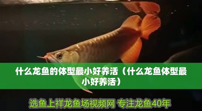 什么龍魚的體型最小好養活（什么龍魚體型最小好養活）
