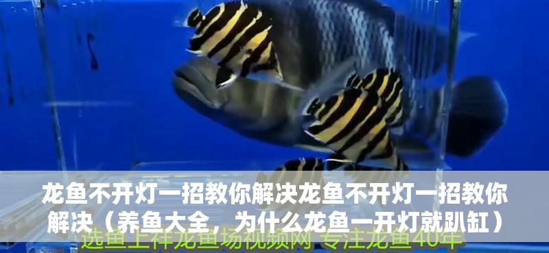 龍魚不開燈一招教你解決龍魚不開燈一招教你解決（養魚大全，為什么龍魚一開燈就趴缸）