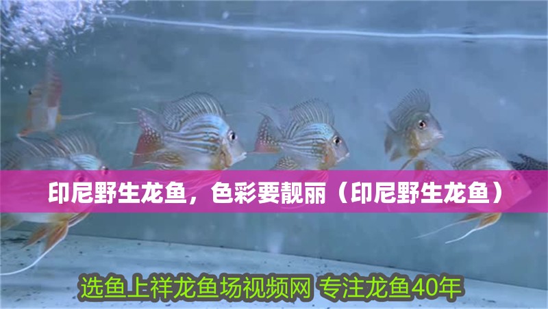 印尼野生龍魚，色彩要靚麗（印尼野生龍魚）