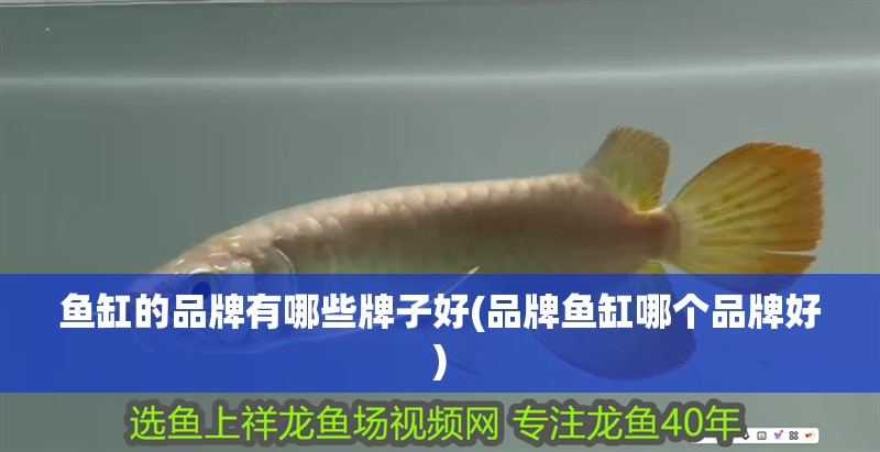 魚缸的品牌有哪些牌子好(品牌魚缸哪個(gè)品牌好)
