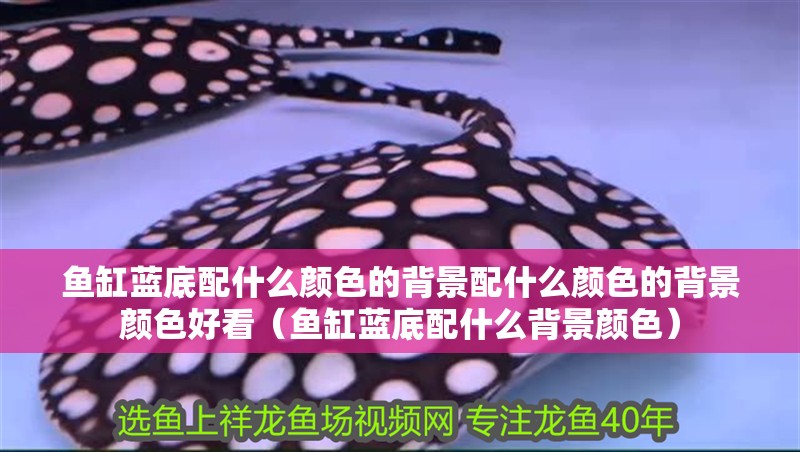 魚(yú)缸藍(lán)底配什么顏色的背景配什么顏色的背景顏色好看（魚(yú)缸藍(lán)底配什么背景顏色）