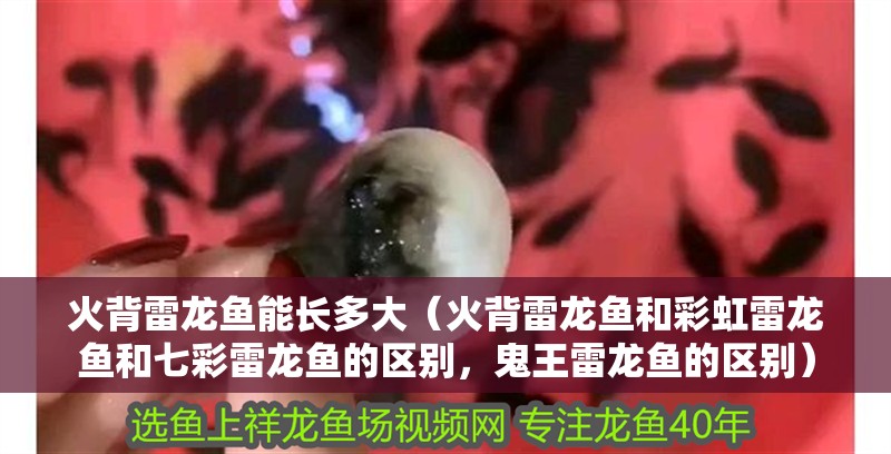 火背雷龍魚能長(zhǎng)多大（火背雷龍魚和彩虹雷龍魚和七彩雷龍魚的區(qū)別，鬼王雷龍魚的區(qū)別）