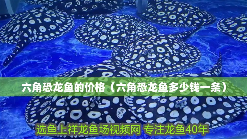 六角恐龍魚的價格（六角恐龍魚多少錢一條）